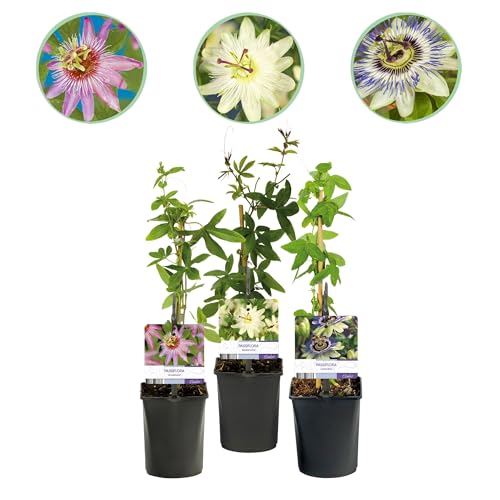 Pasiflora - Passiflora Tricolor - Flor Rosa Blanco Morado - Bajo mantenimiento - 3 plantas - 30-40cm - Ø10cm - Planta de jardín