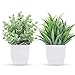 Small potted plants
