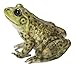 Hi-Line Gift American Bullfrog, Green