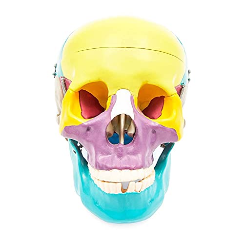 Juvale Human Skull Model for Anatomy (Multicolored)