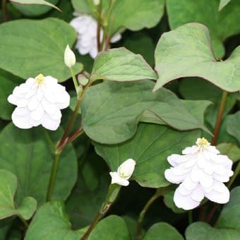 Amazon Co Jp 山野草苗 八重咲きドクダミ Diy 工具 ガーデン