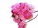 Kwanzan Cherry Tree - Kanzan - Sekiyama Established Roots - Established Roots 2.5" Potted 3 plants by Growers Soltuion