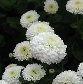OhhSome Jamanthi Poovu Chrysanthemum Flower Seeds - Eco" (B07Y87NV6T) Amazon Price History, Amazon Price Tracker
