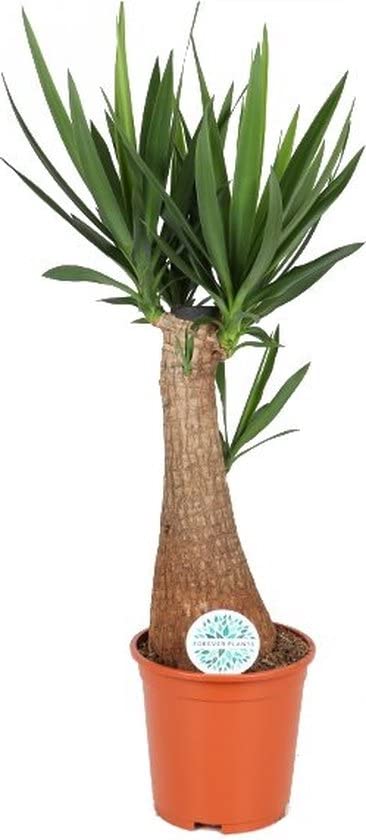 DECOALIVE Planta de Yuca +80cm Altura Planta Natural Ideal para Exterior