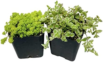 FOlIAGEMS Live Succulent Cactus Plants from USKC (Two 2"Pot Set) (Sedum Tokyo Sun+Sedum Little Missy)