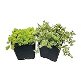 FOlIAGEMS Live Succulent Cactus Plants from USKC (Two 2"Pot Set) (Sedum Tokyo Sun+Sedum Little Missy