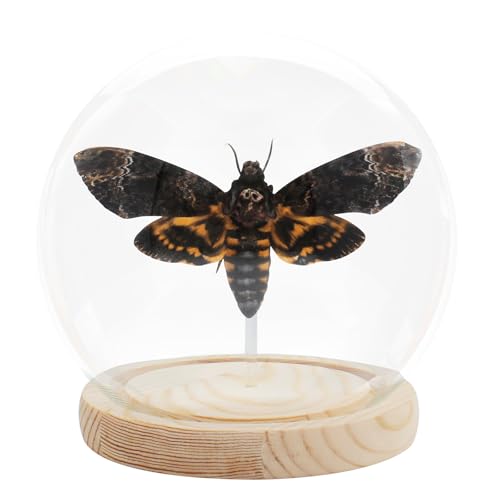 Doodshoofd mot Acherontia vlinder ingelijste decoratie - handgemaakte glazen schaduwdoos insectenframe voor vlinder verzamelaars - tafelblad, kunst aan de muur, woonkamer, woondecoratie (glazen bal)