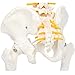 Axis Scientific Miniature Spine Anatomy Model, 15.5