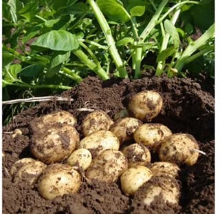Second Early Seeds Potatoes,British Queen Seed Potatoes x10 Tuber for Planting Now,Grow Your own Vegetables,Winner of The RHS Award of Garden Merit (AGM).