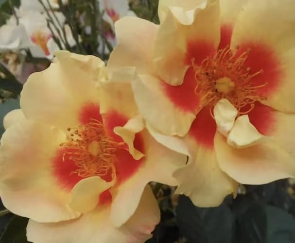 ‘Peter’s Persica’ – 4L Potted Climbing Patio Rose – Yellow Blooms – Lovely Gift Idea