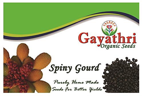 Buy Gcs Kantola Seeds KanKoda Seeds Spiny Gourd Spine Gourd Seeds Boda ...