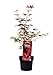 Produktbild Ahorn palmatum Atropurpureum - violetter asiatischer Fächerahorn - verschiedene Größen (60-80cm - 3Ltr.)