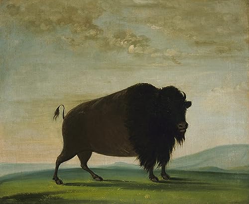 Affiche en toile peinture murale d'art George Catlin 60x90cm