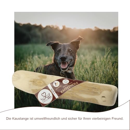 DAILY PET Kaffeeholz für Hunde - Robustes Kauholz für Welpen - Langlebige Kauwurzel für Hunde - Kaustange Natürliches Kauspielzeug - Welpenspielzeug - Größe: S