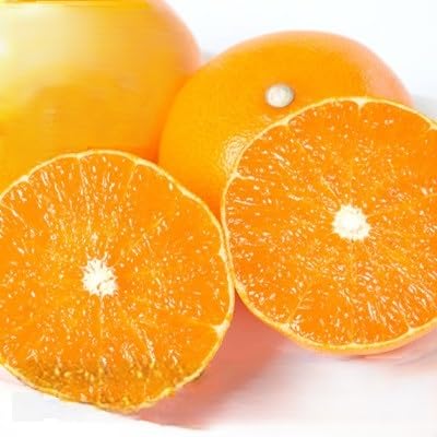 (2026年2月以降発送)とろける濃厚柑橘 せとか2kg 愛媛県八幡浜産(訳あり)(C25-185)