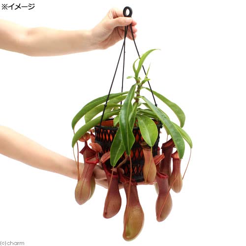Amazon.co.jp: 《一旦非表示》（食虫植物）ウツボカズラ ネペンテス