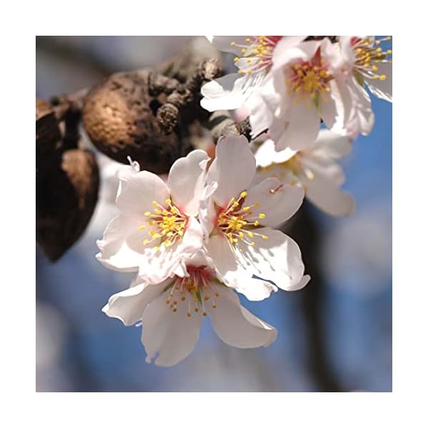 PRIMAVERA Mandelöl – Bild 4