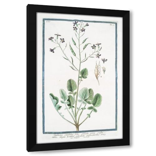 Giorgio Bonelli 13x18 Black Modern Framed Art Print Titled: Tailed Radish, with Pinnate Leaves, Confluent Fins, Single-Locular Jointed Sedges - Tailed Radish. (Rat-Tail Radish) (1772-1793)
