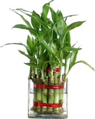 Aradhya enterprises two layer Lucky Bamboo Tree with square glass bowl for your indoor plants (B0CSW6L11B) Amazon Price History, Amazon Price Tracker