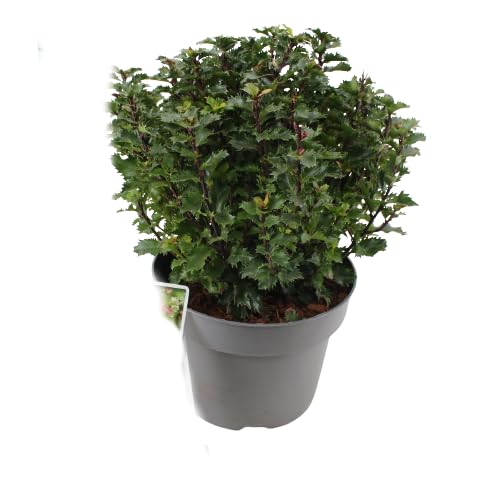 Ilex Aquifolium | DECOALIVE | Acebo | Planta Natural | Arbusto de Navidad