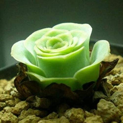 Sementes de flor, sementes de plantas, yanQxIzbiu 50 peças Sementes suculentas raras Plant Home Offi