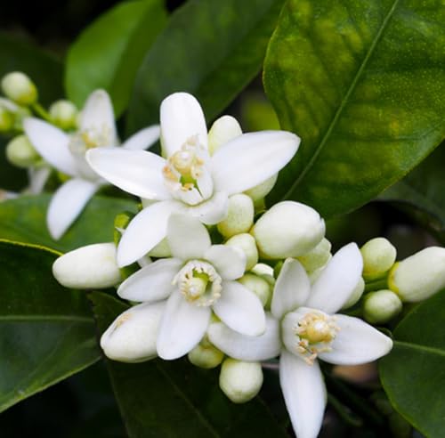 Aceite esencial de Neroli, 2 mL miniatura 5