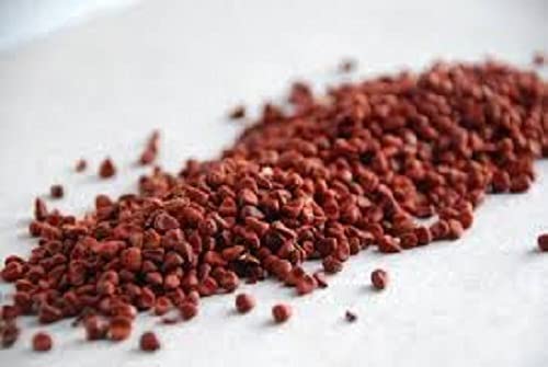 Lal Sindoor Annatto Seed - Fresh Seed with Good Germination Rate - All Season Type Plant Seed