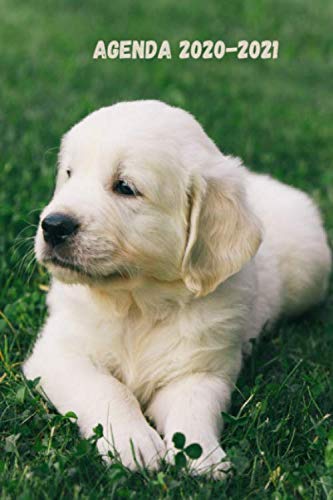 Télécharger Agenda 2020-2021: Agenda scolaire Golden retriever | race de chien | rentrée scolaire 2020-2021 | s PDF Ebook En Ligne