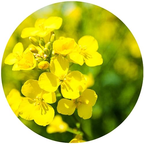 Graines de colza Brassica napus