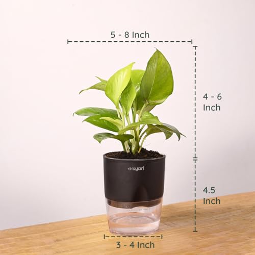 Image of KYARI Golden Money Indoor Plants for Living Room | Live Plants | Plants with Black Self Watering Pot for Home | Air purifier plants | Plants for Home Decor | Plants for Garden & bedroom