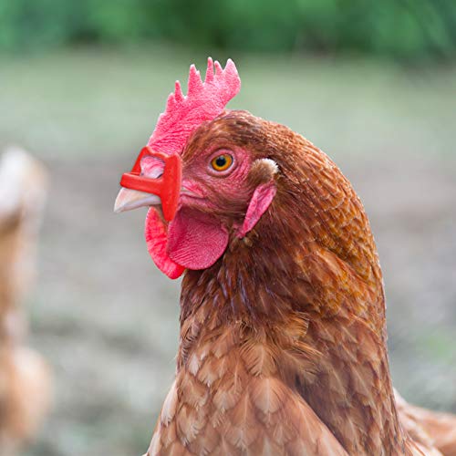 DOITOOL 41Pcs Pinless Peepers Frango Aves Blinders Peepers Com Ferramenta Alicate Alicate Definir An