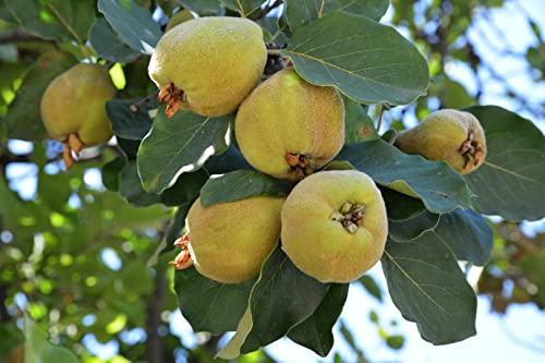 1 Quittenbaum 'Portugisiesche Birnenquitte' 120-150cm im Topf Obstbaum Quitte Cydonia oblonga + Dünger für die Jahresdüngung