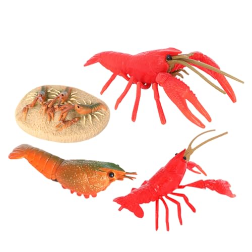 WEKAMOS Modell Flusskrebs Satz Kinder Kunststoff Lernspielzeug Krebsspielzeug Lebenszyklus Lehrmodell Früherziehung