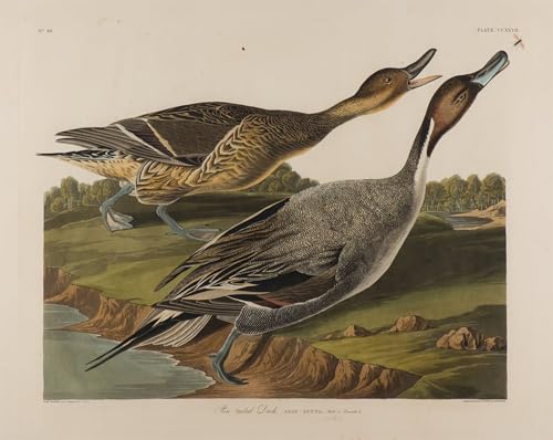 Toile canard à queue d'épingle par John Audubon pour créer un salon élégant