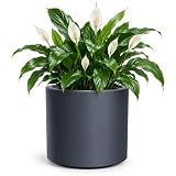 MELTOM Duża Doniczka H 45 cm Ø 47 cm Antracytowa Matowa z Wkładem na Taras