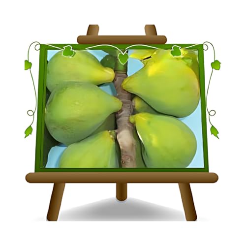 Higo amistoso – Plantas frutales antiguas en maceta 20 – Árbol máx. 170 cm – 2 años cultivo Italia