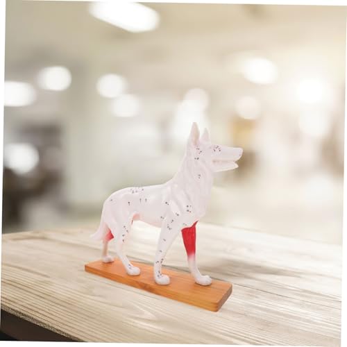 Unomor Canine Acupuncture Model Dog Anatomy Teaching Tool for Acupuncture Points Study for Veterinary Students and Professionals - Thumbnail 5