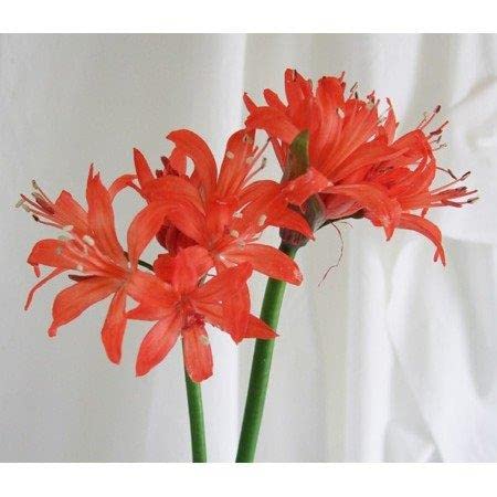 ネリネ 球根 140球 45ポット Amazon.co.jp: ダイヤモンドリリー ネリネ球根 サルニエンシス