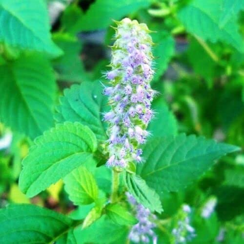 12 graines de MELISSE VIETNAMIENNE (E lsholtzia ciliata) E33 KINH GIOI SEEDS SAMEN