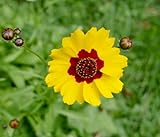 Baumschule Pflanzenvielfalt