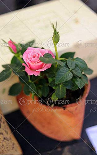 How to make bonsai rose plant