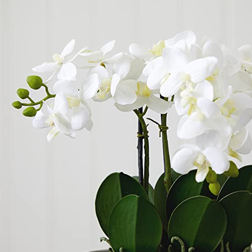 Mejores review On-line Venta de plantas naturales - los más vendidos. 9 Imagen adicional