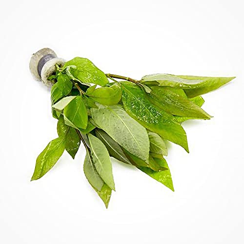 Substratesource Dwarf Hygrophila Corymbosa Siamensis Live Aquarium Plant - Freshwater Fish Tank Decorations And Natural Aquatic Decor (1) #TOP1