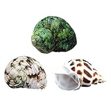 YL Hermit Crab Shells 3PCS Natural Large Hermit Crab Shells 2 Inch ~ 2-1/2 Inch