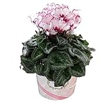 花のギフト社 シクラメン ギフト プレゼント 花 鉢植え 鉢花 誕生日 6号鉢 赤 ビクトリア 歳暮