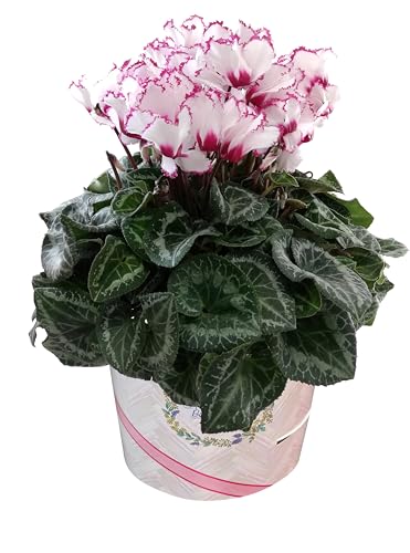 Ԃ̃Mtg VN Mtg v[g  A  a 6  rNgA Ε