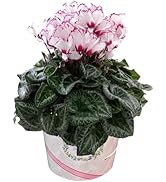 タジトウ様確認用　シクラメン『マカロンショコラ』７号♪ Amazon | 花のギフト社 シクラメン ギフト プレゼント 花 鉢植え 鉢花