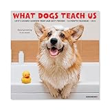 Willow Creek Press What Dogs Teach Us Monthly 2024 Wall Calendar (12" x 12")