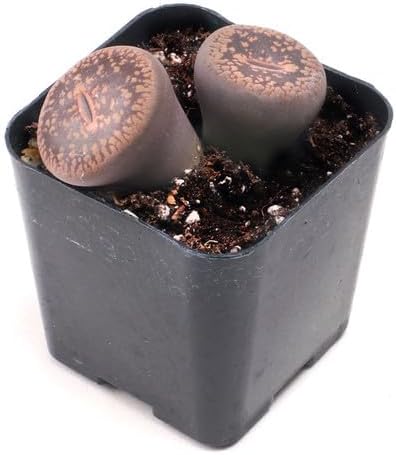 Miniatura 4 de Mountain Crest Gardens Paquete de suculentas raras y únicas 12 plantas vivas, sin repeticiones, enraizadas en macetas de 2 pulgadas, suculentas