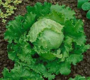 LATTUGA GRANDI LAGHI NR.1000 SEMI